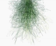 [Bild von Susanne Hauser]